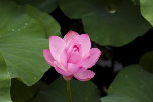 Can You Use UPI for Exclusive Lotus365 Cricket App? Complete Answer (2026)